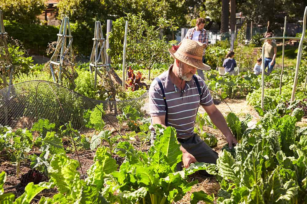 Community gardening in Ireland promoting time exchange and social connection.