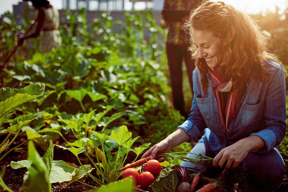 Fresh vegetables being harvested in a community garden by a smiling woman.