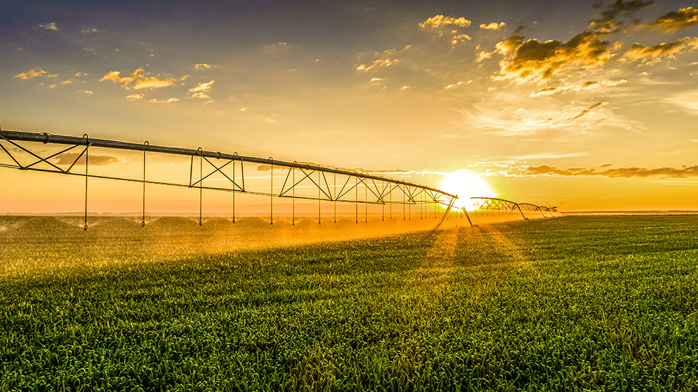 Sprinkler irrigation system watering lush green crop at sunset, sustainable agriculture, farm irrigation, renewable farming methods.
